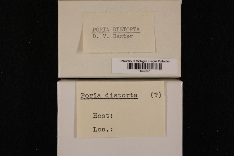 Antrodiella incrustans image