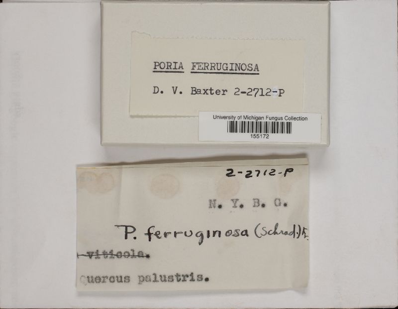 Fuscoporia ferruginosa image