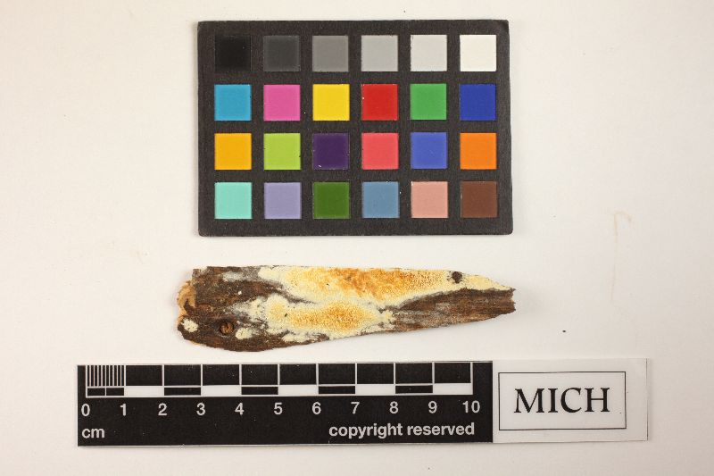 Poria flavicans image