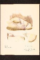 Trametes suaveolens image