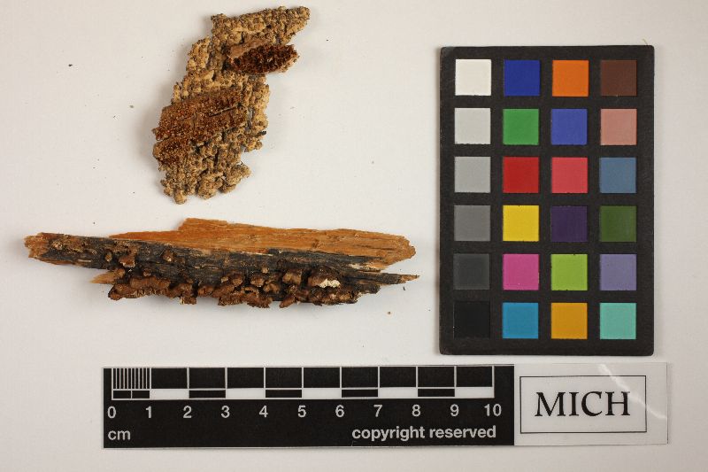 Antrodia variiformis image
