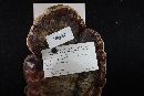 Ganoderma curtisii image