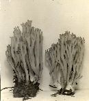 Clavulinopsis umbrinella image