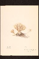 Clavulina coralloides image