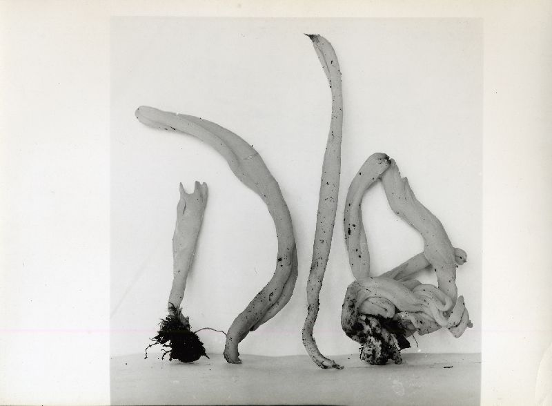 Clavaria fusiformis var. fusiformis image