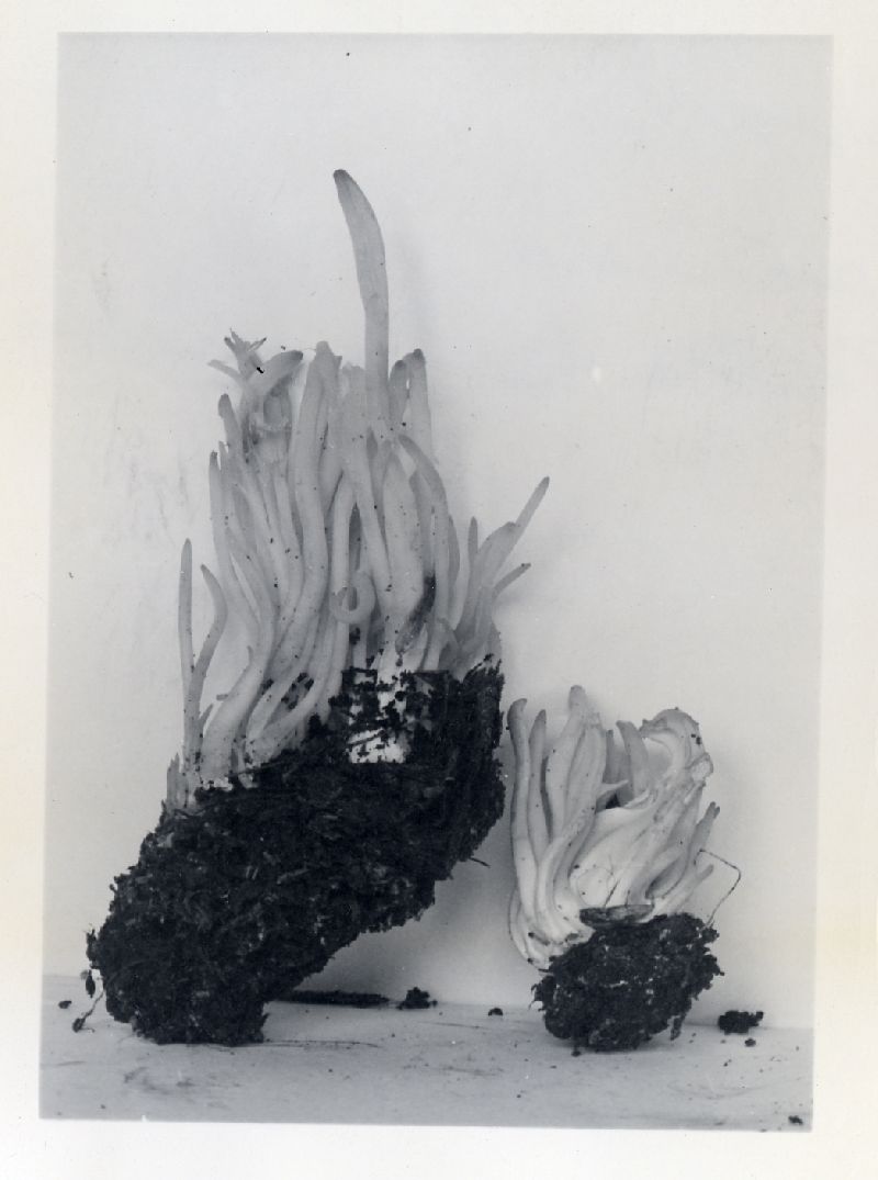 Clavaria fusiformis f. fusiformis image