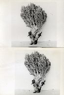 Clavulinopsis fusiformis image