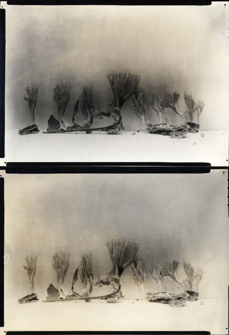 Clavaria pinophila image
