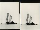 Clavulinopsis laeticolor image