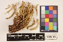 Clavaria rubicundula image