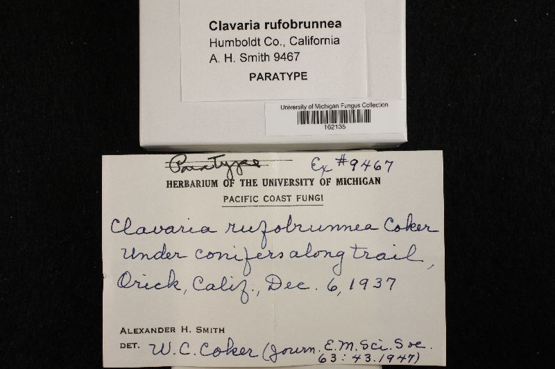 Clavaria rufobrunnea image