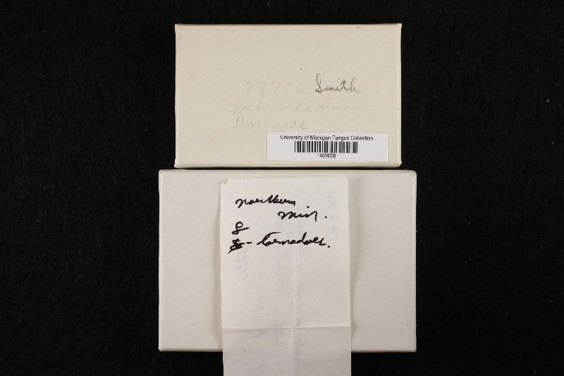 Lachnocladium image