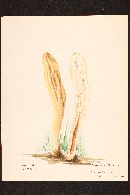 Clavariadelphus occidentalis image
