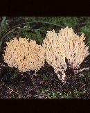 Ramaria conjunctipes image