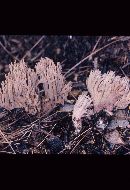 Ramaria fennica image