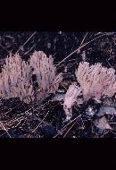 Ramaria fennica image