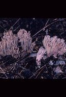 Ramaria fennica image