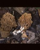 Ramaria murrillii image