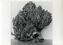 Ramaria formosa image