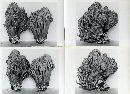 Ramaria formosa image