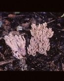 Ramaria fennica image