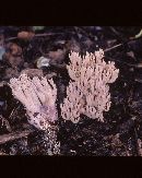 Ramaria fennica image