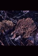 Ramaria murrillii image