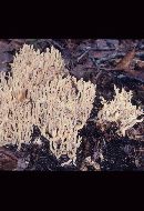 Ramaria gelatiniaurantia var. violeitingens image