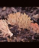 Ramaria subbotrytis image