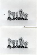 Ramaria suecica image