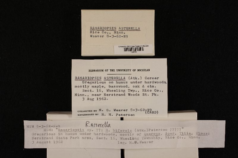Ramariopsis asterella image