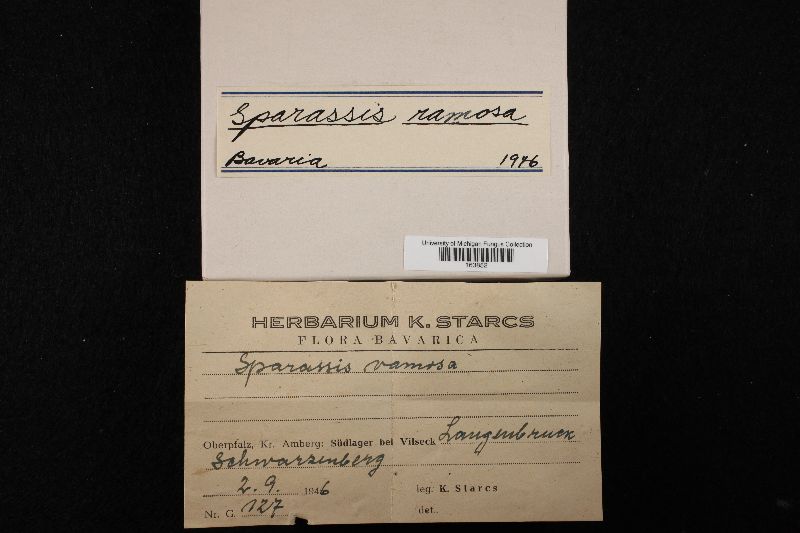 Sparassis ramosa image