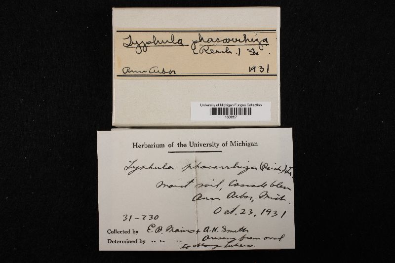 Typhula phacorrhiza image