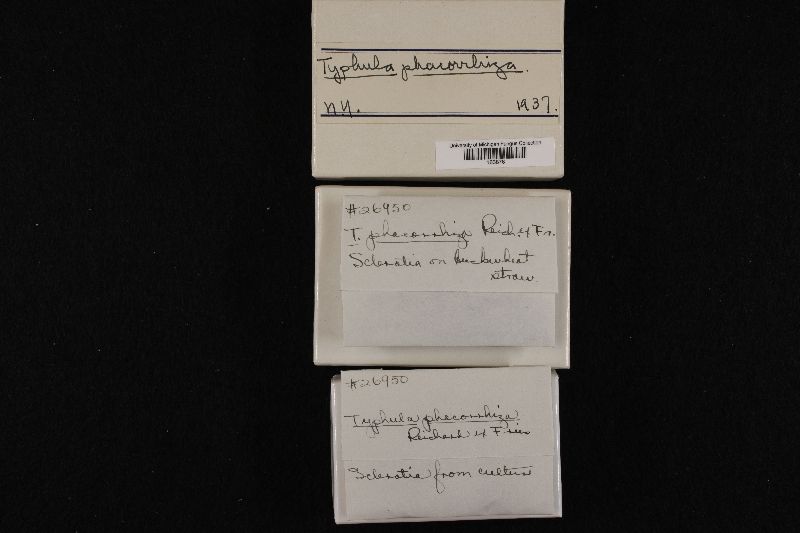 Typhula phacorrhiza image