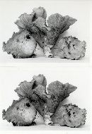 Gomphus clavatus image