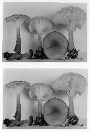 Ampulloclitocybe clavipes image