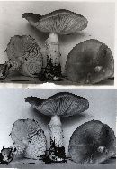 Floccularia albolanaripes image