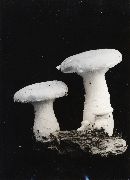 Pleurotus dryinus image