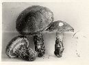 Armillaria viscidipes image