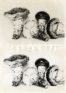 Armillaria zelleri image