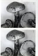 Armillaria zelleri image