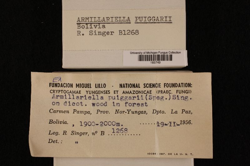Armillaria sparrei image