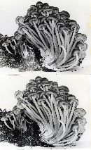 Clitocybula familia image
