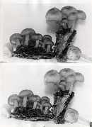 Clitocybula abundans image