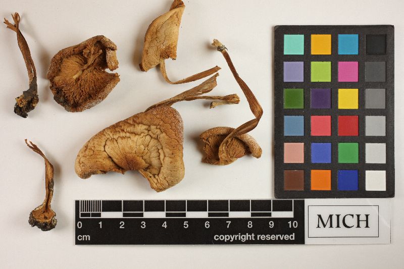 Collybia albiflavida image