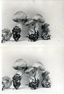 Rhodocollybia butyracea image