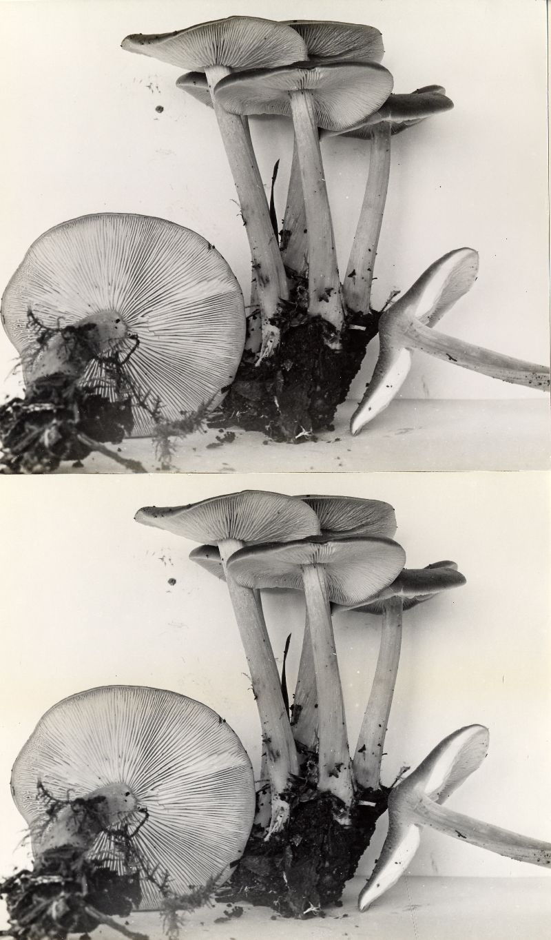 Collybia badiialba image