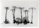 Marasmius velutipes image