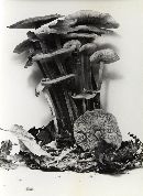 Gymnopus confluens image