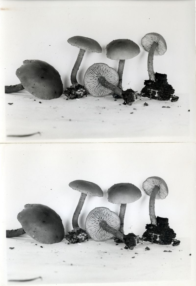 Gymnopus exsculptus image
